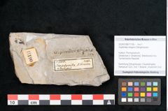 Foto (Objekt + Etikett) von Asplenites elegans Ettingshausen (NHMW-GEO-2024-0188-11190)